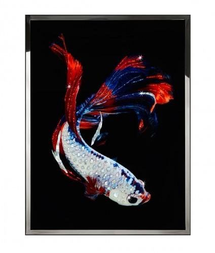 Visionnaire Fighting-fish